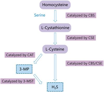 Frontiers | The Double-edged Sword Role Of Hydrogen Sulfide In ...